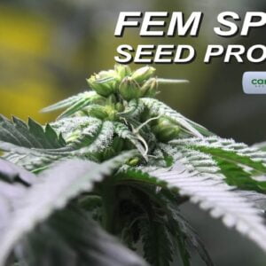 Canna Fem Spray Seed Project UPDATE!