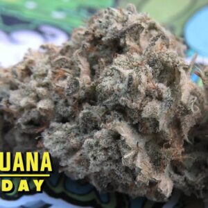 Gorilla Glue #4 Marijuana Monday