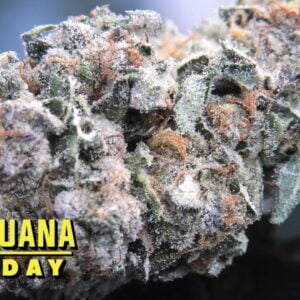 GSC Marijuana Monday