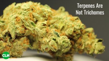 Terpenes Are Not Trichomes