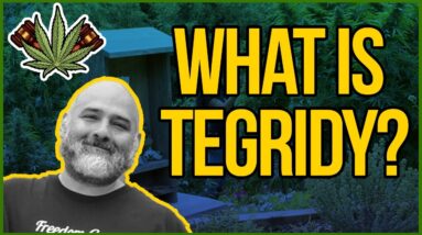 What is Tegridy? - Influencer Culture in the Cannabis Space