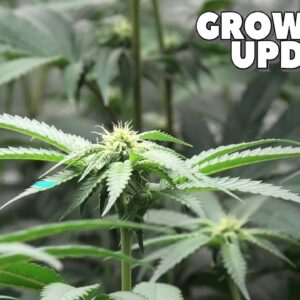 Youngblood's LED Grow Tent Update (Week 2)