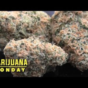 Urinal Cake Marijuana Monday