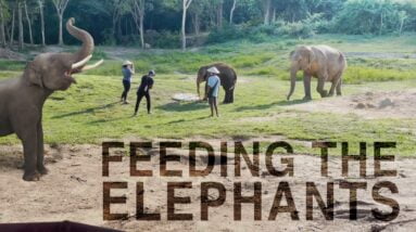 Feeding Elephants in Thailand!