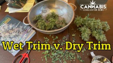 Wet Trim v. Dry Trim - Part 1 of the wet trim or dry trim challenge | How do you trim your cannabis?
