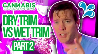 Dry Trim Vs Wet Trim Challenge - Part 2 - How to Trim Homegrown Cannabis | Legal Home Grow trimming