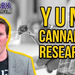 Cannabis Research - Why Marijuana Studies Do Not Get Done