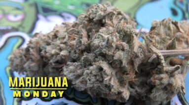 Gorilla Glue #4 Marijuana Monday