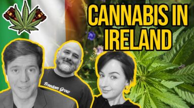 Is Cannabis Legal in Ireland? | Cannabis Legalisation in Ireland