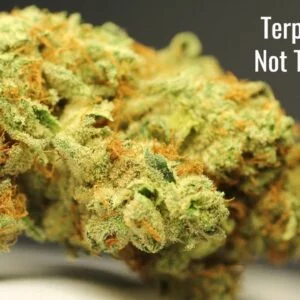 Terpenes Are Not Trichomes