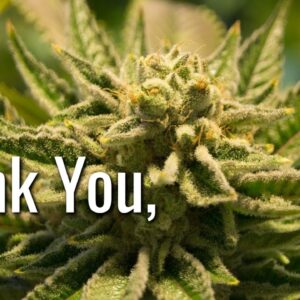 Thank You Jack Herer - 10th Anniversary of Passing