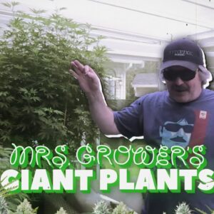 Mrs. Grower's Giant Plant Update
