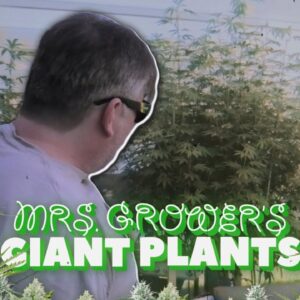 Mrs. Grower's Giant Plants Update