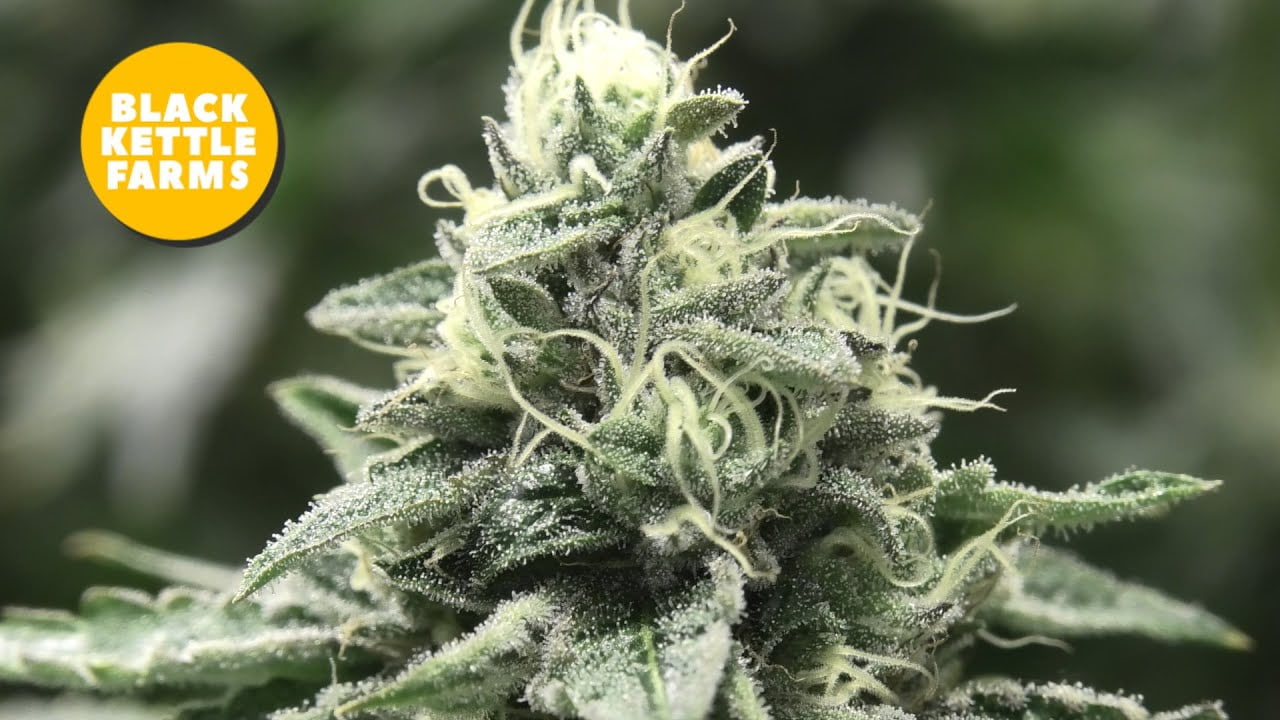 Visiting Black Kettle Farms