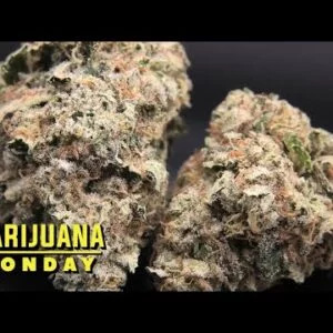 Blue Dream Marijuana Monday