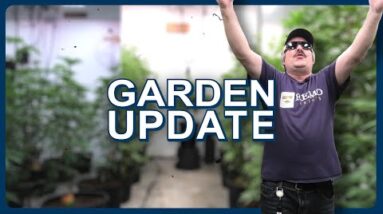 Remo's Garden Update (TRIGGER - Day 14)