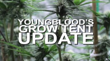 Youngblood's LED Grow Tent Update (Week 3)