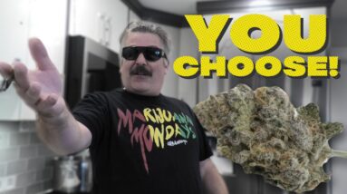 YOU CHOOSE the buds for Marijuana Monday!