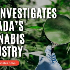 FBI Investigates Nevada's Cannabis Licensing Process