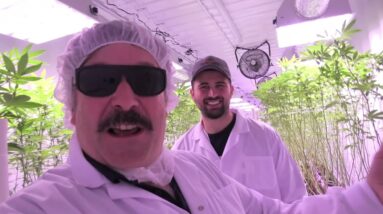 Fourth Gen Cannabis in Alberta