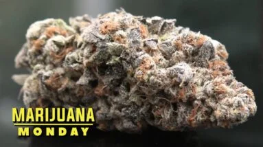 Guava Cooler Marijuana Monday