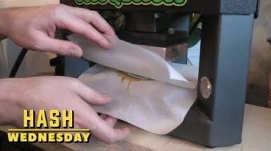 Rosin Squishing Hash Wednesday