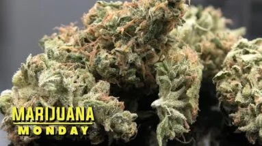 Sour Amnesia Marijuana Monday