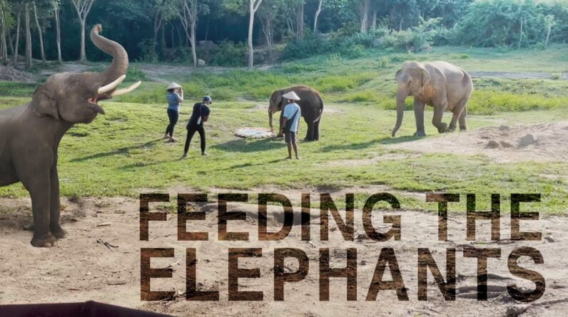 Feeding Elephants in Thailand!