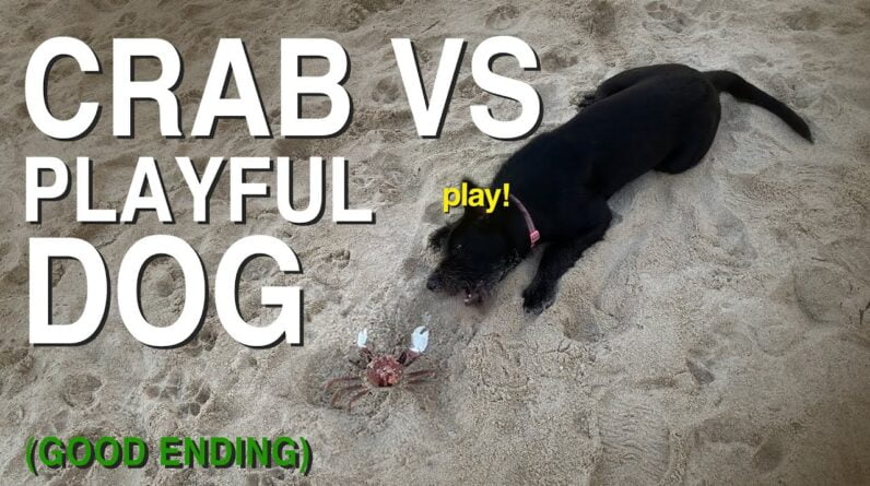 Thai Crab vs Thai Dog