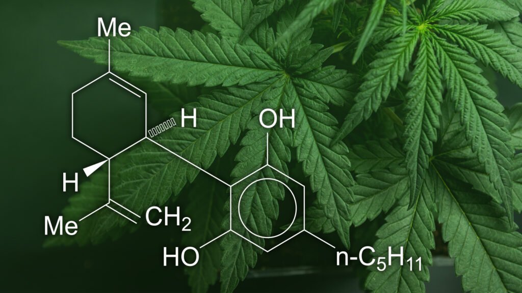 Beginners Guide to CBD: Understanding the Basics and Benefits Understanding CBD: An Overview