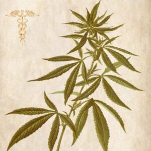 cbd cannabis als naturmedizin german edition 2