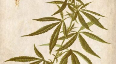 cbd cannabis als naturmedizin german edition 2