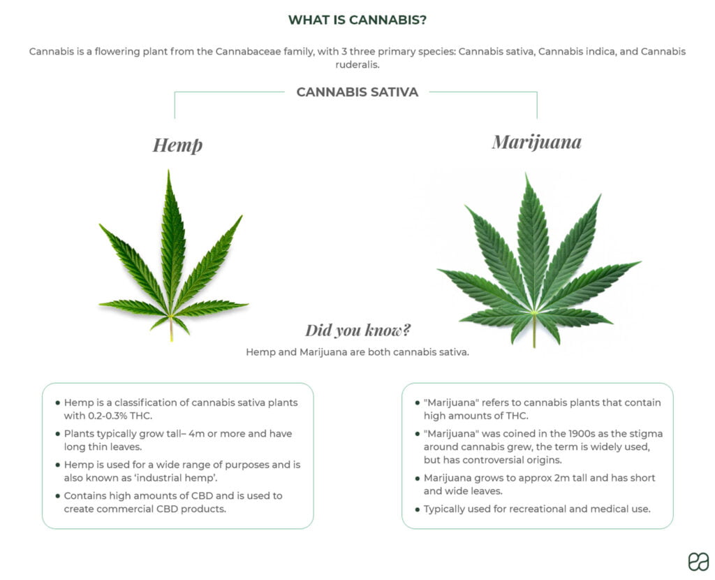 CBD vs. THC: Exploring the Distinctions and Advantages Chemical Structures of CBD and THC