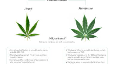 cbd vs thc exploring the distinctions and advantages chemical structures of cbd and thc