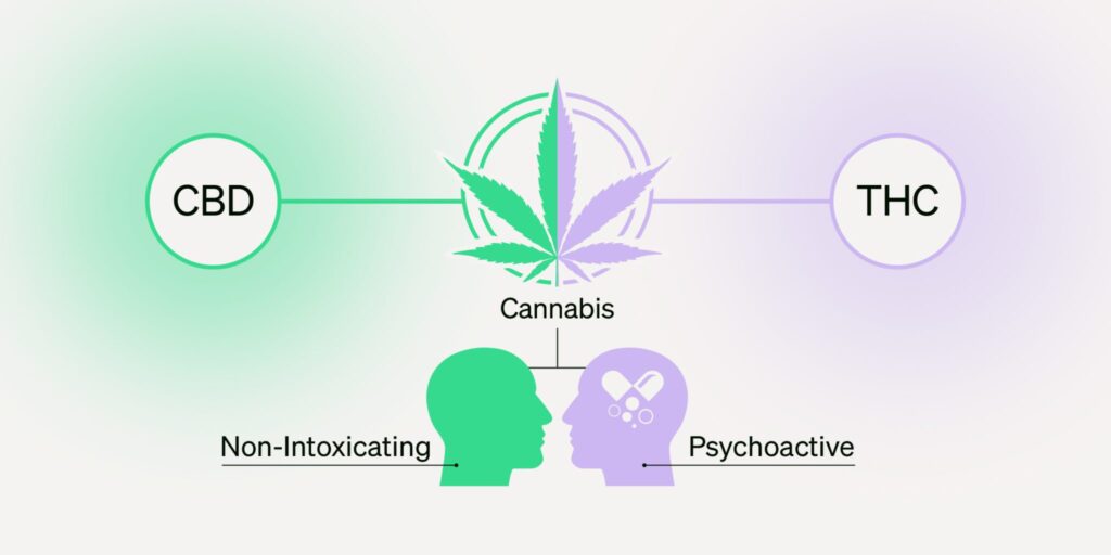 CBD vs. THC: Exploring the Distinctions and Advantages Potential Health Benefits of CBD