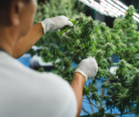 The Industry Is Failing At Last Mile Cannabis Preservation